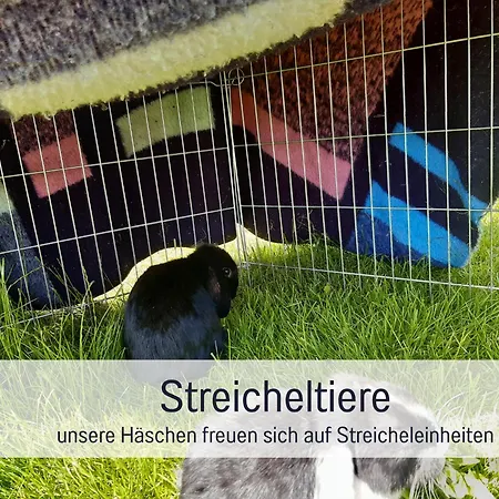 Bauernhof Finkel - Mit Balkon - Bergsicht - Traktor Mitfahren - Tiere Streicheln - Entspannter Familienurlaub - Zentrale Lage Nahe Oberstdorf Lejlighed *