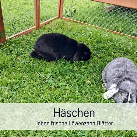 Bauernhof Finkel - Mit Balkon - Bergsicht - Traktor Mitfahren - Tiere Streicheln - Entspannter Familienurlaub - Zentrale Lage Nahe Oberstdorf Apartament
